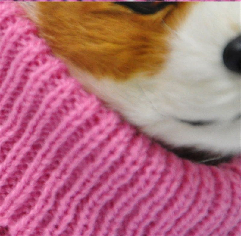 Warmth That Turns Heads — Fashion for Your Furry Friend