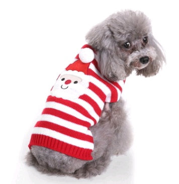 Love, Laughter, and a Little Red Sweater — Holiday Joy for Pets