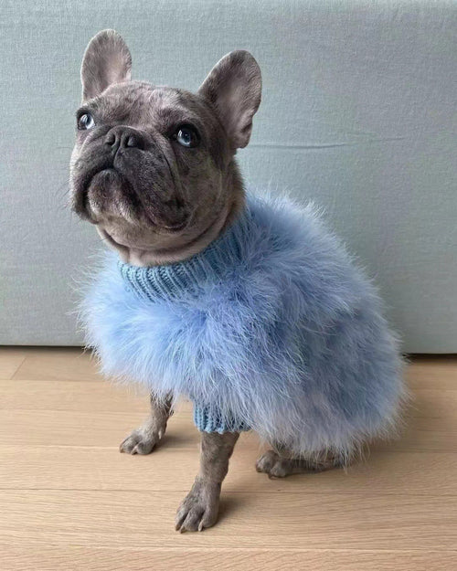 For the Pet Who Turns Heads — Cozy Meets Couture